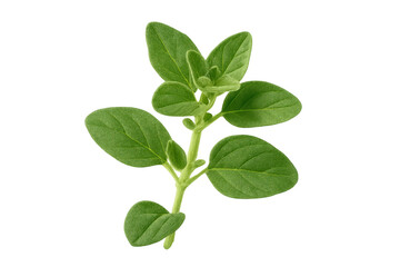 Fresh oregano sprig with vibrant green leaves on transparent background