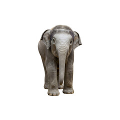 Obraz premium Baby elephant standing adorable wild animal photography isolated on white background