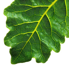 Fototapeta premium Leaf's Intricate Beauty: A vibrant green leaf showcasing its detailed structure and a mesmerizing network of veins, revealing the complexity and elegance of nature's design.