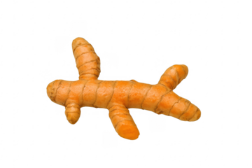 Fresh turmeric root isolated on transparent background