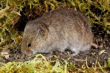 Southern Bog Lemming, taken at Animal Humane under controlled conditions