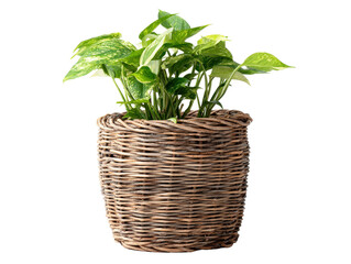 Lush variegated Golden Pothos plant with heart-shaped leaves in a rustic woven wicker basket.