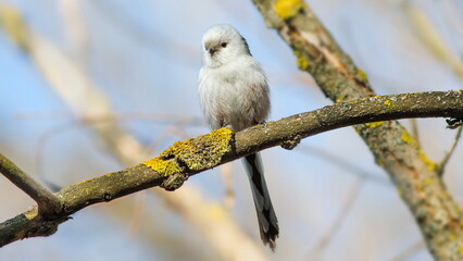 Fototapeta premium white tailed tit