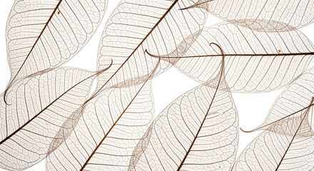 Close-up of translucent skeleton leaves on white veins