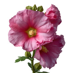Naklejka premium Pink hollyhock isolated on transparent background