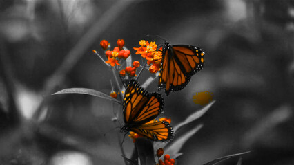 Isolated Color Motion Effect – Highlight Single Hue in Video Wide