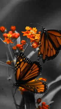 Isolated Color Motion Effect &ndash; Highlight Single Hue in Video Vertical