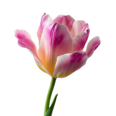 Naklejka premium Close-up of a single, vibrant tulip. Soft pink and white petals with a hint of yellow. Stem and leaves are visible