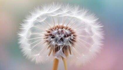 Fototapeta premium A beautiful dandelion seed head with a dreamy pastel background.