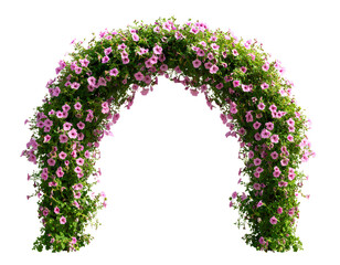 A pink arch of morning glory flowers, hanging against a transparent background.