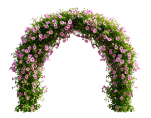A pink arch of morning glory flowers, hanging against a transparent background.