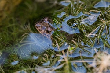 Painted frog, Discoglossus pictus pictus, in a rock pool in Malta.