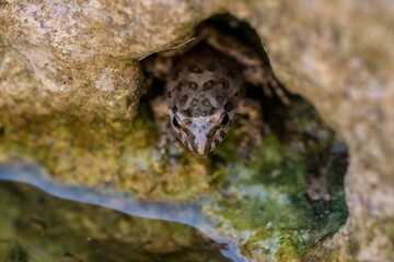 Painted frog, Discoglossus pictus pictus, in a rock pool in Malta.