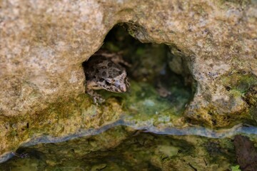Painted frog, Discoglossus pictus pictus, in a rock pool in Malta.