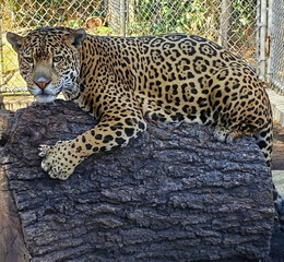 Obraz premium Jaguar Resting on Large Rock
