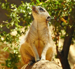 Meerkat Standing Alert on Rock