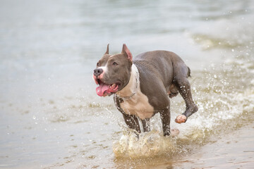 A beautiful purebred Staffordshire Terrier exercises in a summer lake.