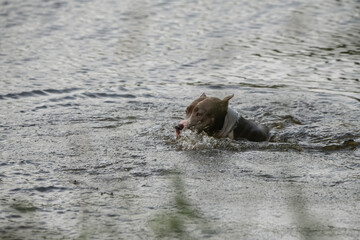 A beautiful purebred Staffordshire Terrier exercises in a summer lake.