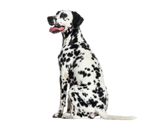 Sitting Dalmatian Dog with Relaxed Posture and Wagging Tail, Isolated on White