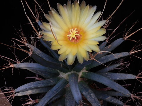 Leuchtenbergia principis (Gwangsan cactus), cactus with long pointed tubercles and seasonal yellow flowers. Photographed in Korea.