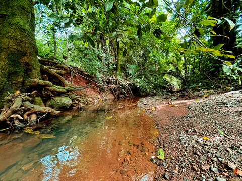 Crystal-clear creek in the middle of Costa Rica&rsquo;s tropical rainforest, surrounded by exposed roots, stones, and lush green vegetation