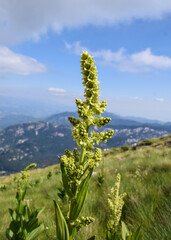Flowers on the mountain, White Hellebore (Veratrum album) growing in the Wild