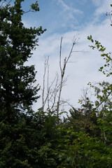 A tree with a few branches is in the foreground of a forest