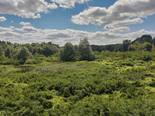 Obraz premium Green Wetland under a Summer Sky