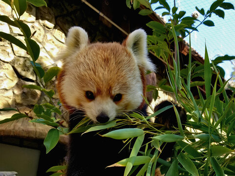 Red Panda Eating Bamboo - Powered by Adobe
