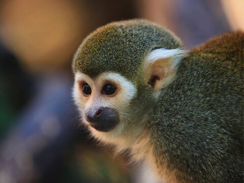 Squirrel Monkey Close-Up