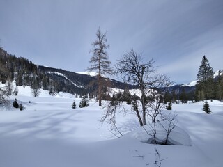 Snow-Covered Alpine Valley with Bare and Evergreen Trees in Winter