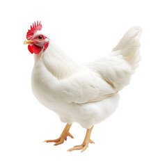Fototapeta premium White chicken collection (portrait, standing, profile), animal bundle Isolated on transparent background