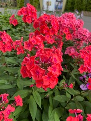 Blooming Phlox paniculata Flamenco with orange watermelon blossoms in the park on a summer day. Nature background