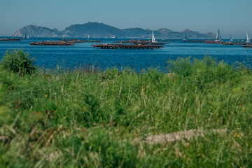 aquaculture farms in the Vigo Estuary, showing the vast extent of marine farming.