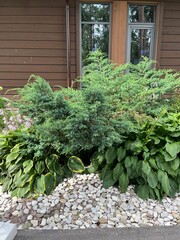Blooming Hosta bushes and Juniperus chinensis Blue Alps. A tall evergreen coniferous shrub with prickly blue needles in the park on a summer day. Nature background