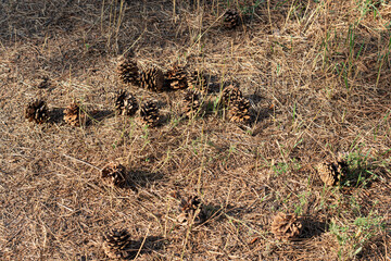 Many pine cones lie open on the ground, covered with pine needles in the hot, dry summer.