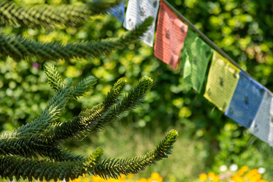 albero di pino con sfondo di bandiere tibetane con preghiera