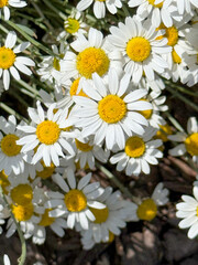 Close-up of chamomile flowers