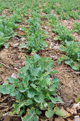 Naklejka premium In the spring field grows winter rapeseed