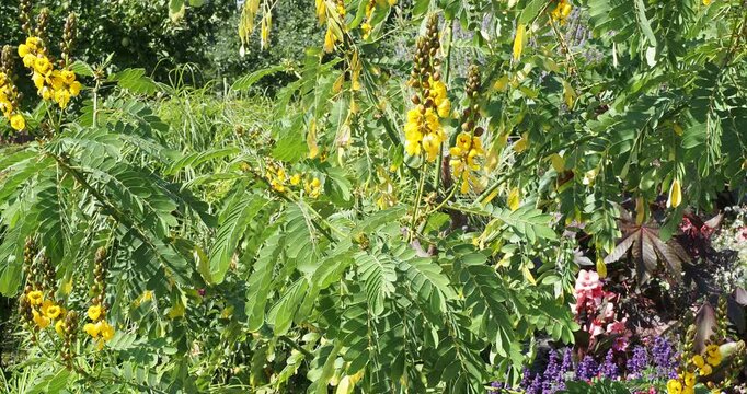 Cassia popcorn ou S&eacute;n&eacute; didymobotrya &agrave; longues grappes dress&eacute;es de fleurs jaune vif au dessus d'un jolie feuillage vert clair, compos&eacute;e et penn&eacute;es &agrave; folioles 