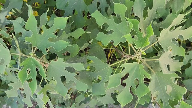 The lush, lobed leaves of Japanese paper mulberry (Broussonetia papyrifera) feature soft hairs and irregular margins, used traditionally in papermaking.