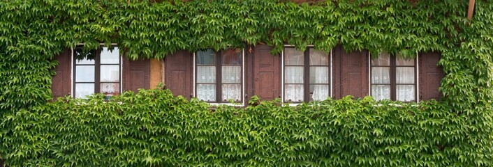 Old wooden windows with ivy-covered facade, rustic charm