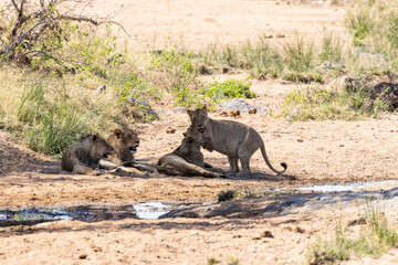 Lions interacting next to the water