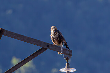 red tailed hawk