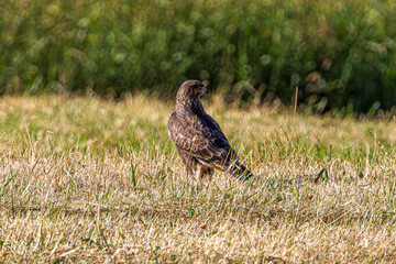 red tailed hawk