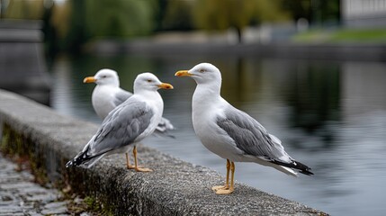 Obraz premium A group of seagulls with gray and white feathers stands close together on an old wall, gazing out at the calm sea on a cloudy day