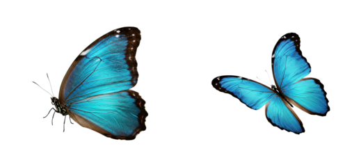 Fluttering beauty blue butterflies in nature vibrant colors serene environment. Set cut out PNG