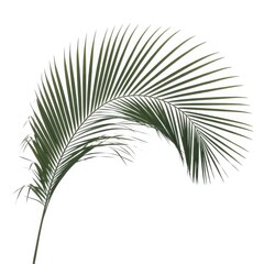 Obraz premium Graceful arching palm frond against a clean white background