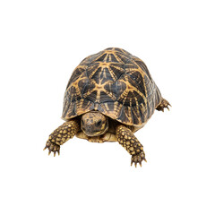 Obraz premium Realistic Turtle Figurine Animal Replica for Decor and Collectors