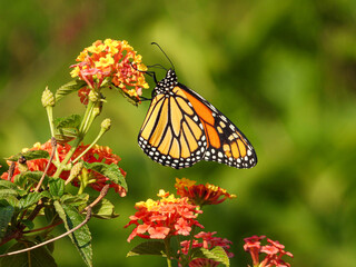 Monarch butterly collecting nectar from the colourful flowers